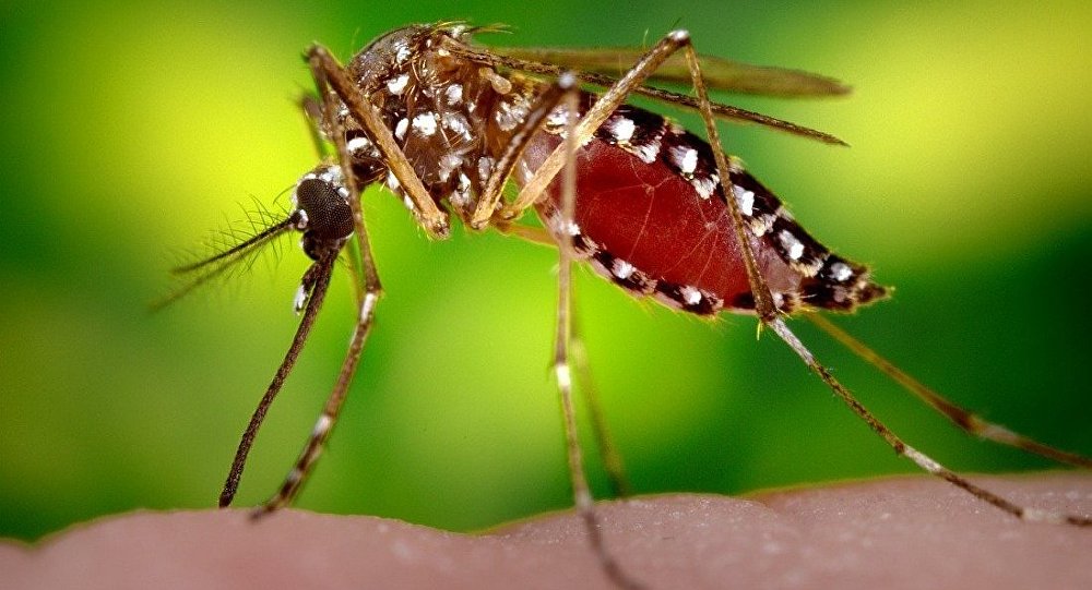 科学家发现控制生育抗蚊新方法