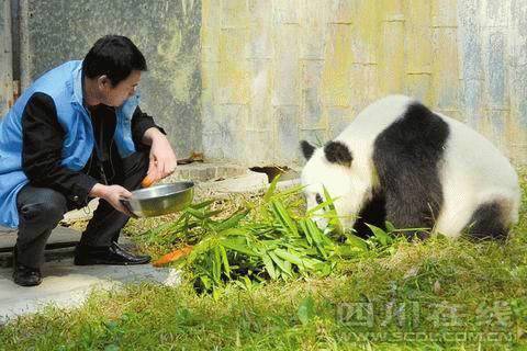 武汉大熊猫遭虐待